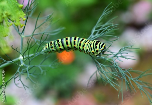 caterpillar on a leaf © Snežana
