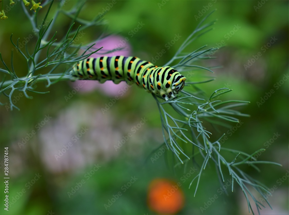 caterpillar