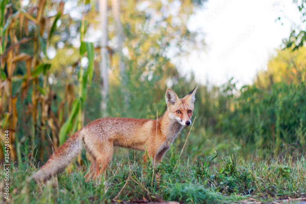 beautiful fox on a sunny morning among autumn plants beautiful fox on a sunny morning among autumn plants