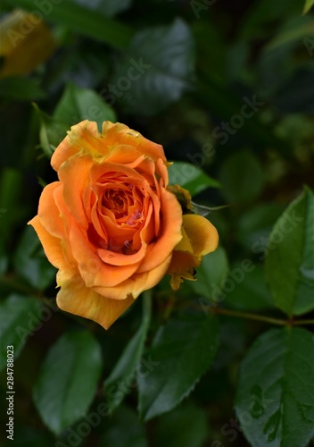 yellow rose in garden © Snežana