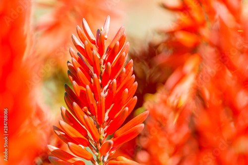 aloe flower blooms show in winter with many clours and cultivars photo