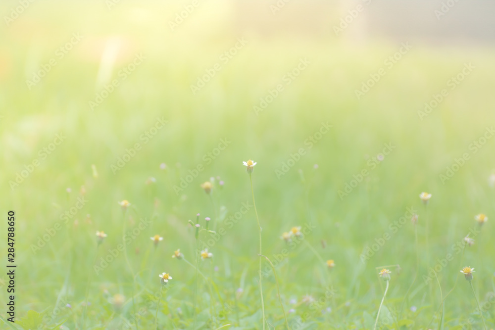 background with green grass and flowers