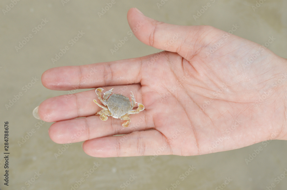 Ghost crab in hand on beach