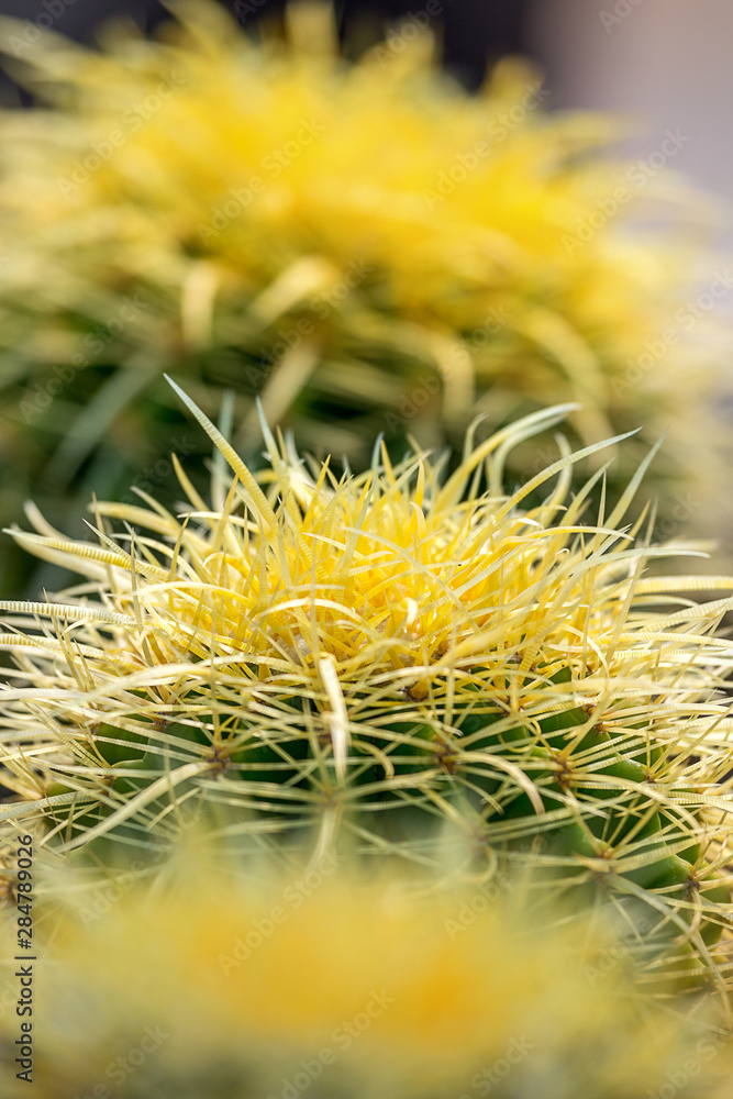 yellow cactus plants during flowering showing buds and thorns yellow cactus plants during flowering showing buds and thorns