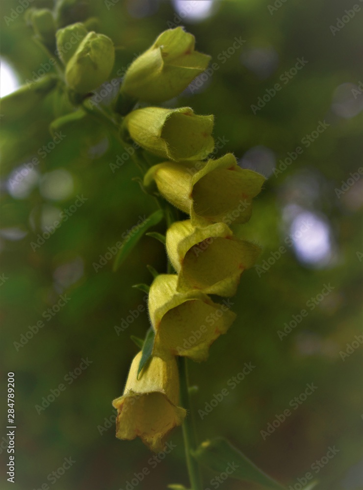 Obraz premium green leaves of a tree