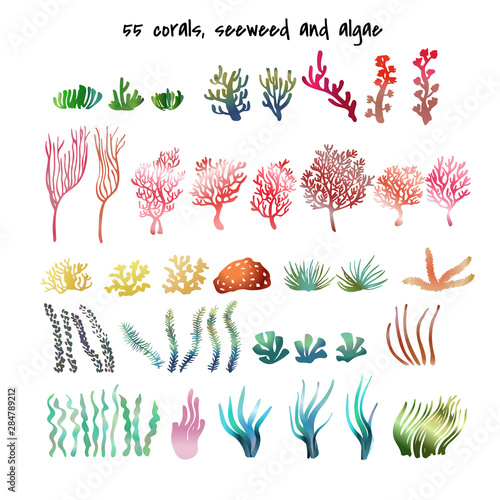 Set of corals,seagrass, seaweed, algae, laminaria