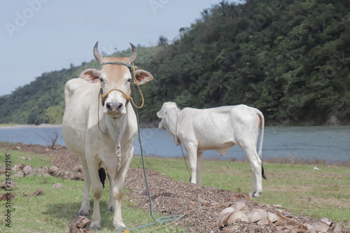 cows in a field