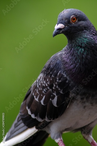 portrait of pigeon