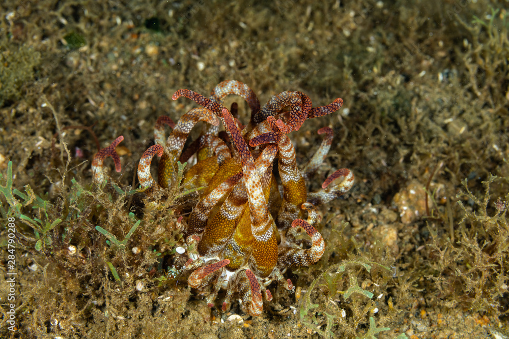 Φωτογραφία Sea anemones are a group of marine, predatory animals of the order Actiniaria