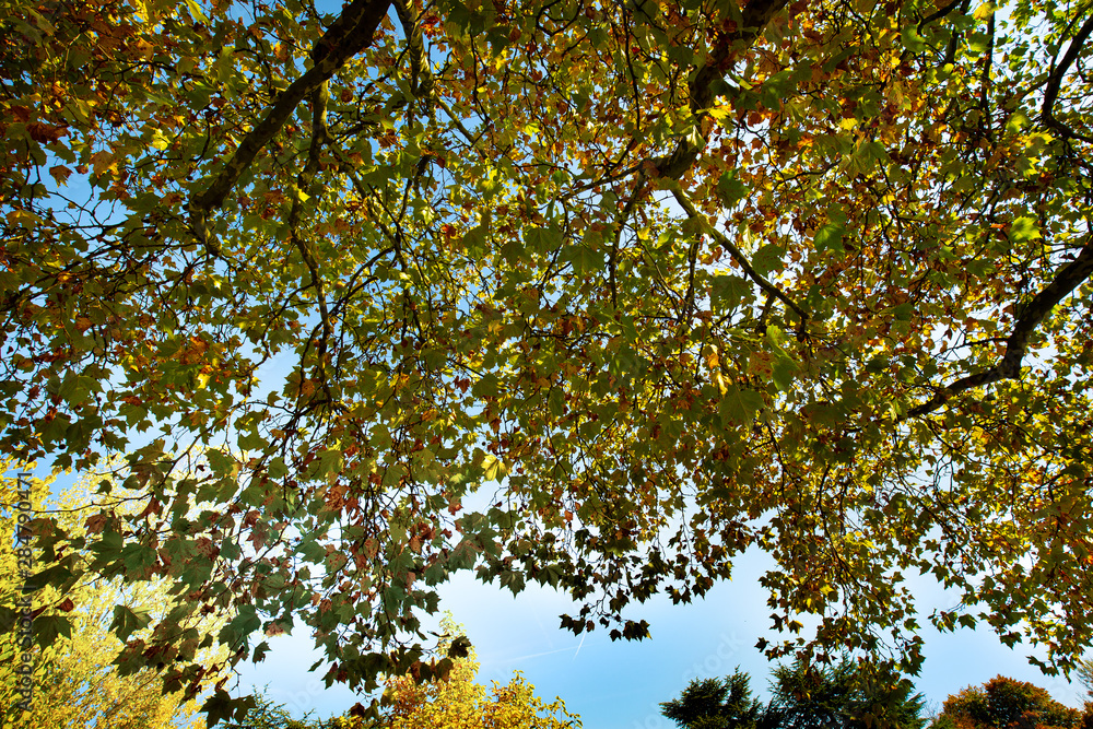 Fototapeta premium Herbst
