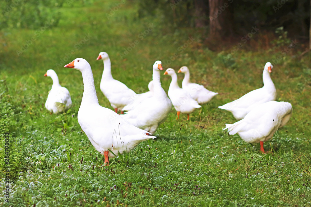 flock of white ducks in a meadow flock of white ducks in a meadow