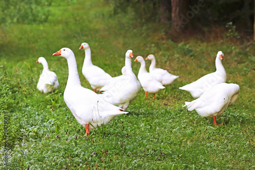flock of white ducks in a meadow