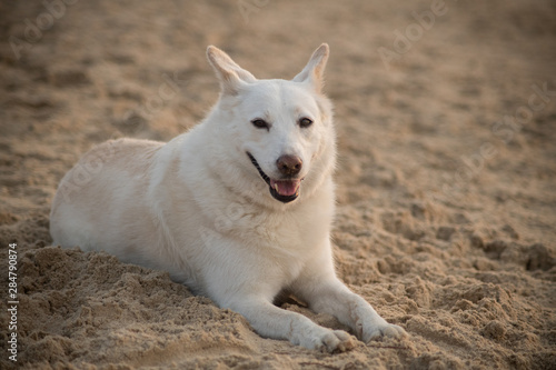 Dog resting on the beach © Shahar