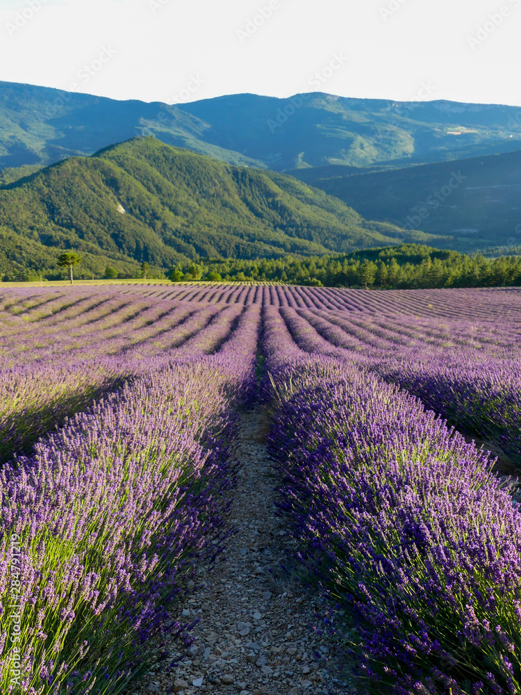 Fototapeta premium pola lawendy