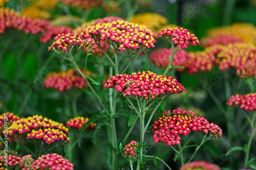 Close up of the Achillea 'Paprika' in a flower border photo