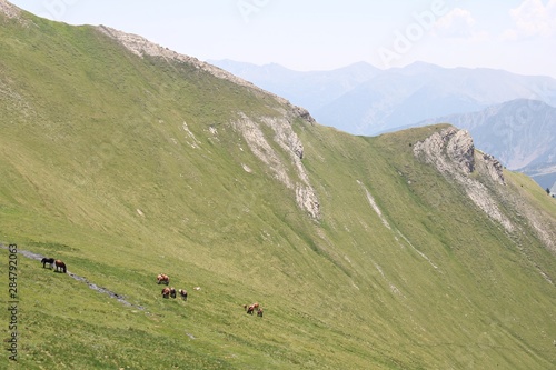 Herd of horses grazing on the green slopes of the Pyrenees mountains in summer day © Anatolijs