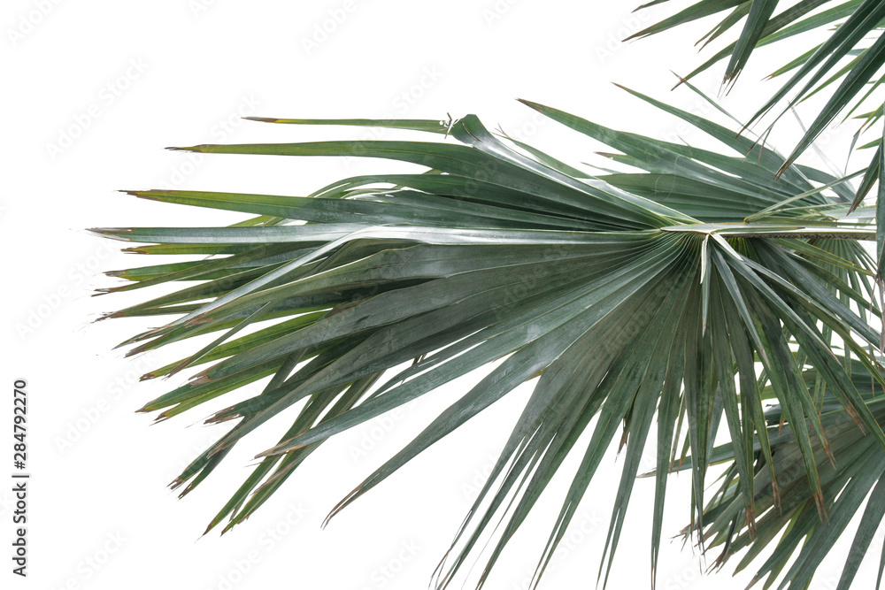 Naklejka premium Green leaf of palm tree isolated isolated on white background of file with Clipping Path .