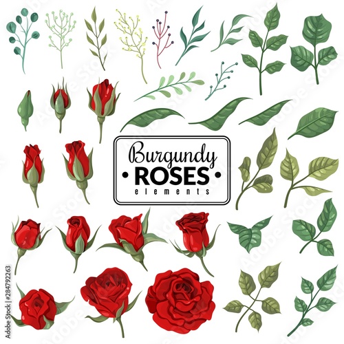 Red roses. Garden burgundy rose flowers, floral bouquets with buds and green leaves for wallpaper, wedding card and tattoo. Vector set