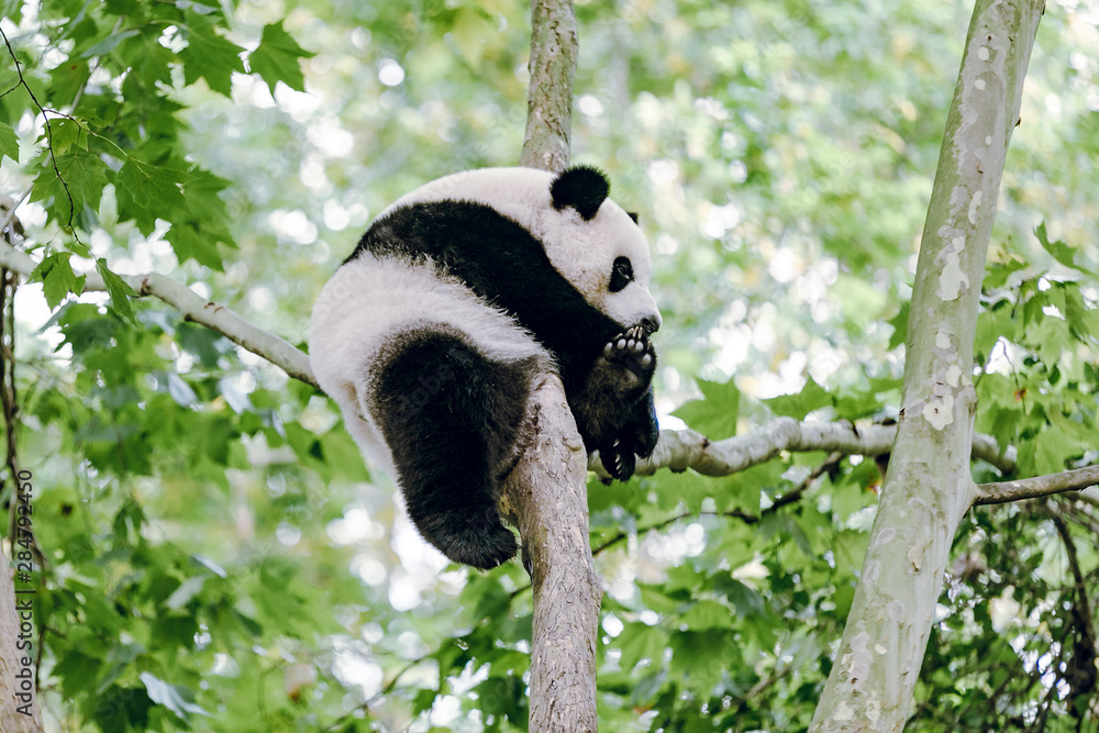 Obraz premium Sleeping panda 