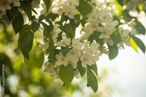 Delicate soft white flowers on the tree