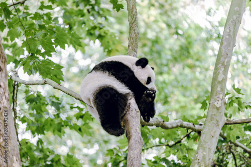 Sleeping panda 
