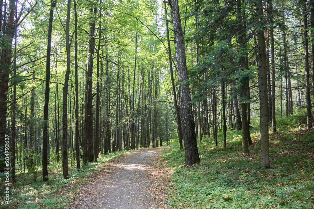 Trail with yellow leaves in green forest, sunlight. Nature, autumn, travel concept Trail with yellow leaves in green forest, sunlight. Nature, autumn, travel concept
