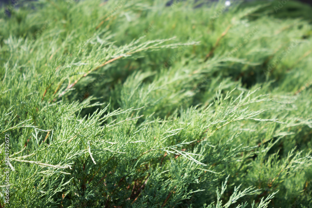Abstract background from green juniper bush branches. Close-up, copy space, soft focus Abstract background from green juniper bush branches. Close-up, copy space, soft focus