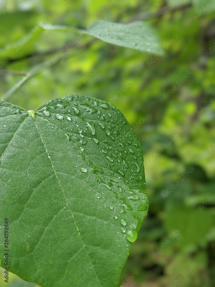 Water on Leaf Water on Leaf