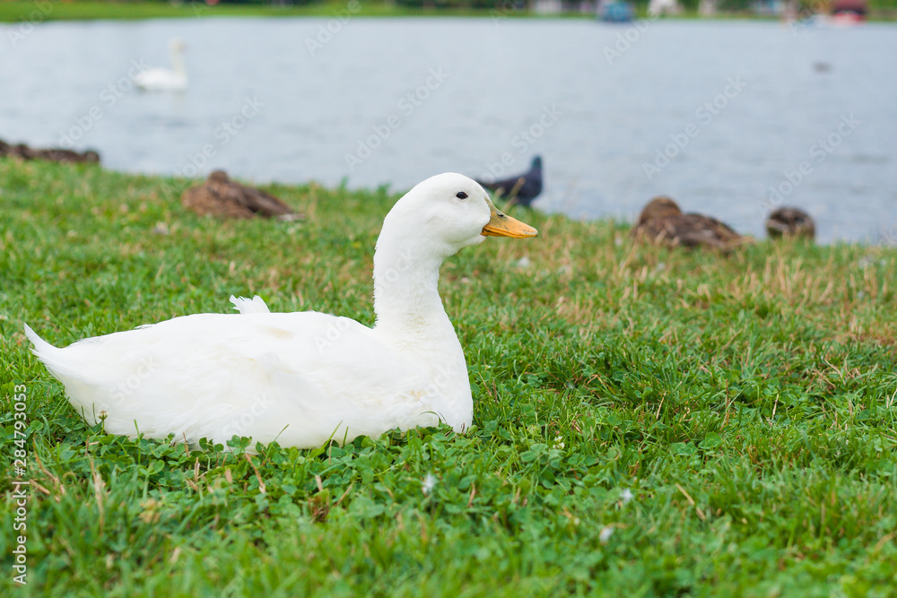 Geese and Ducks walk through the grass on a green grass near the pond. Livestock and farming in the village. Geese and Ducks walk through the grass on a green grass near the pond. Livestock and farming in the village.