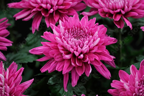 Close up of the exotic Dahlia  Resomee Splendid 