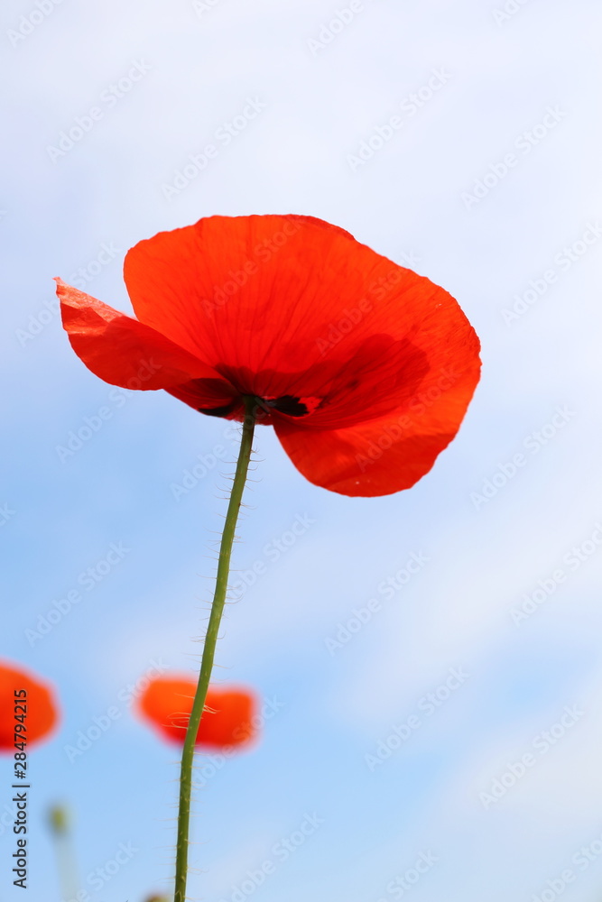 Naklejka premium red field poppy on a background of blue sky