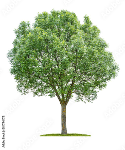 Photos Isolated  tree on a white background - Fraxinus angustifolia - Narrow-leafed ash