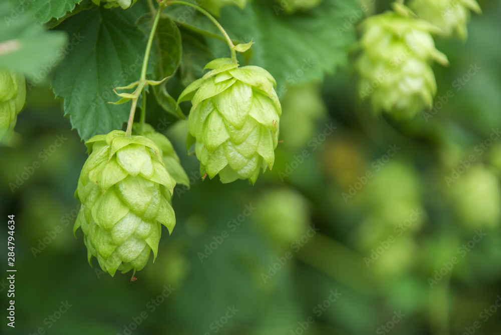 Green hops close up. Green hops is beer ingredient. Green hops agriculture. Green hops close up. Green hops is beer ingredient. Green hops agriculture.