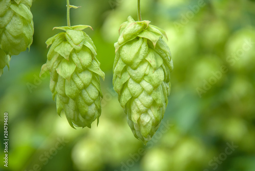 Green hops close up. Green hops is beer ingredient. Green hops agriculture.