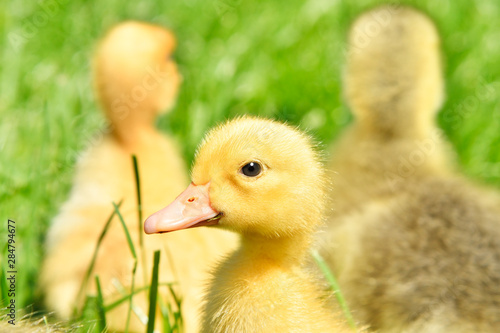 Little cute ducklings sitting in the grass