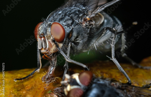 House fly feeding in urban house garden on apple tree branch. © Paul