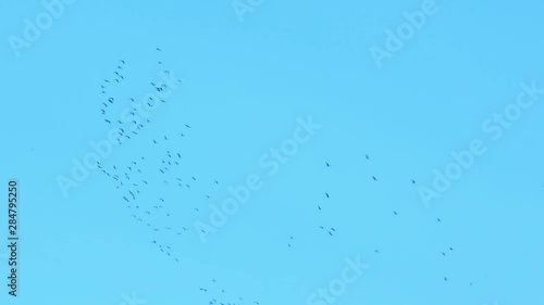 Wallpaper Mural Flock of pelicans flying in the blue sky. Torontodigital.ca