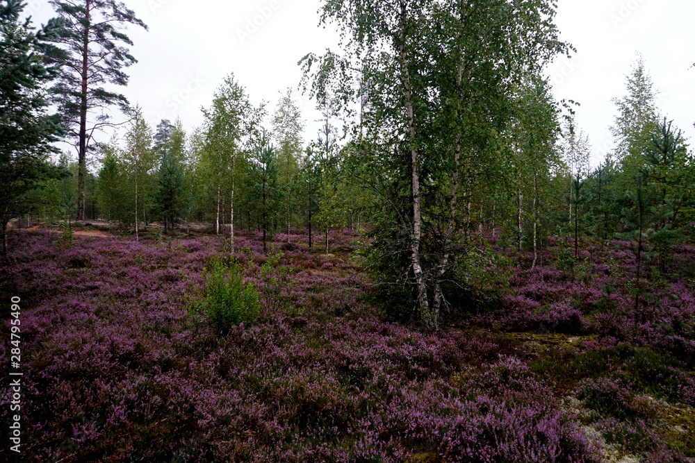 Beautiful purple Heather Calluna vulgaris bush growing in the autumn forest