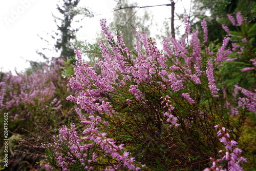 Beautiful purple Heather Calluna vulgaris bush growing in the autumn forest