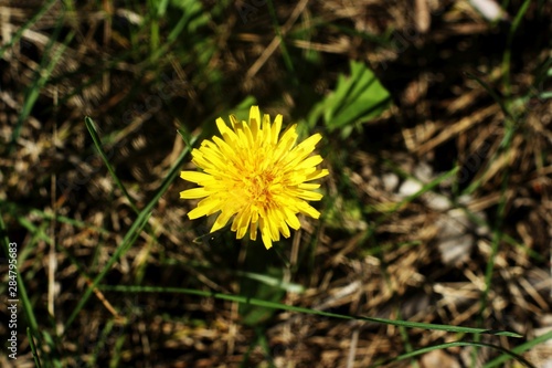 Yellow flowers close-up in a field on nature on a green background.