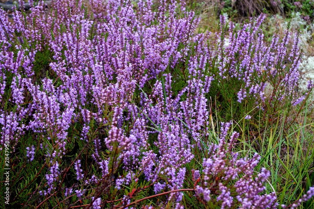 Naklejka premium Beautiful purple Heather Calluna vulgaris bush growing in the autumn forest