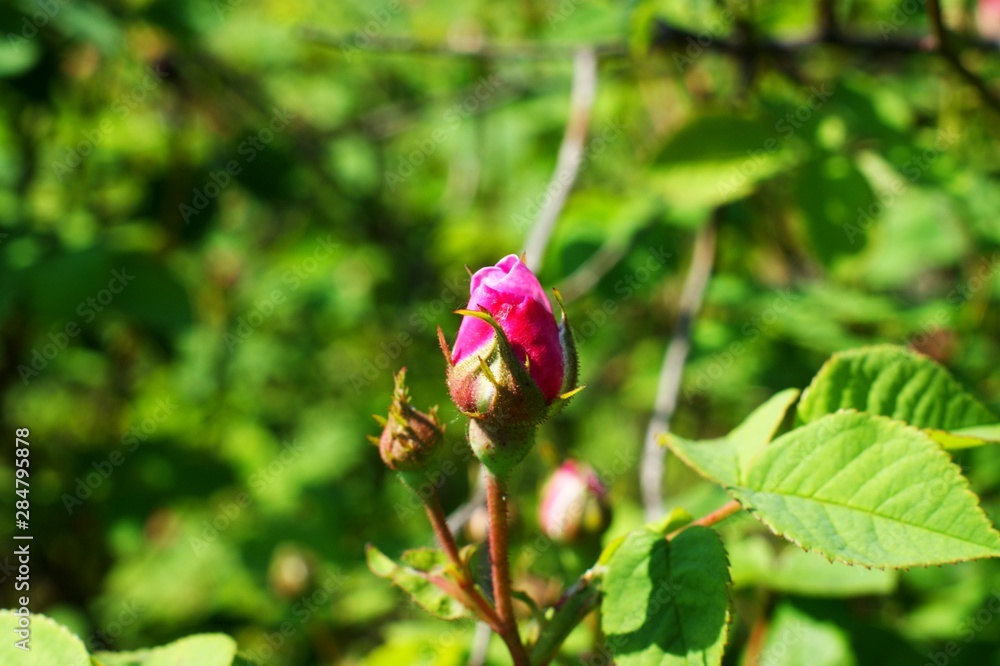 Picture wild rose on bushes in the garden Picture wild rose on bushes in the garden