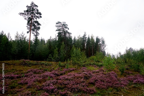 Beautiful purple Heather Calluna vulgaris bush growing in the autumn forest