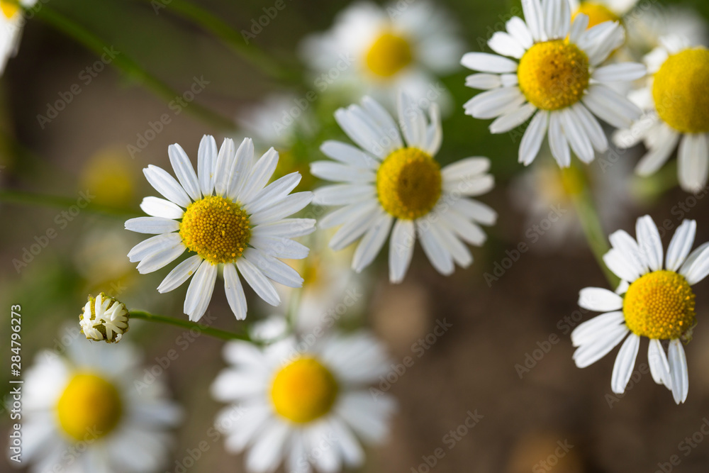 Fototapeta premium Tripleurospermum inodorum, wild chamomile, mayweed, false chamomile, and Baldr's brow, is the type species of Tripleurospermum.