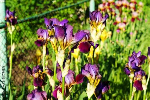 Flowers of iris in the garden  bearded irises wonderful flower