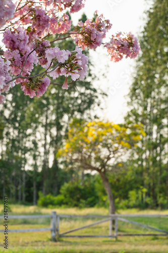 Lonely yellow Cassia bakeriana tree in the field with pine tree and pink flowers background.