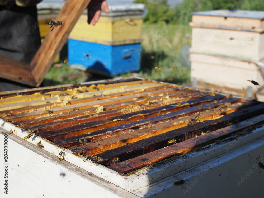 bees fly around their open hive with honeycomb frames and finished honey on a Sunny summer day on the apiary bees fly around their open hive with honeycomb frames and finished honey on a Sunny summer day on the apiary