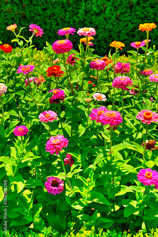Obraz premium Beautiful view with blooming flowers in the botanical garden