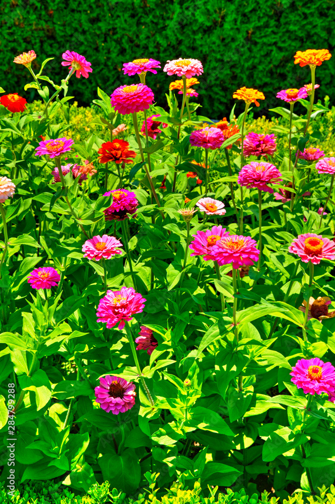 Beautiful view with blooming flowers in the botanical garden