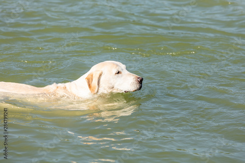labrador is swimming